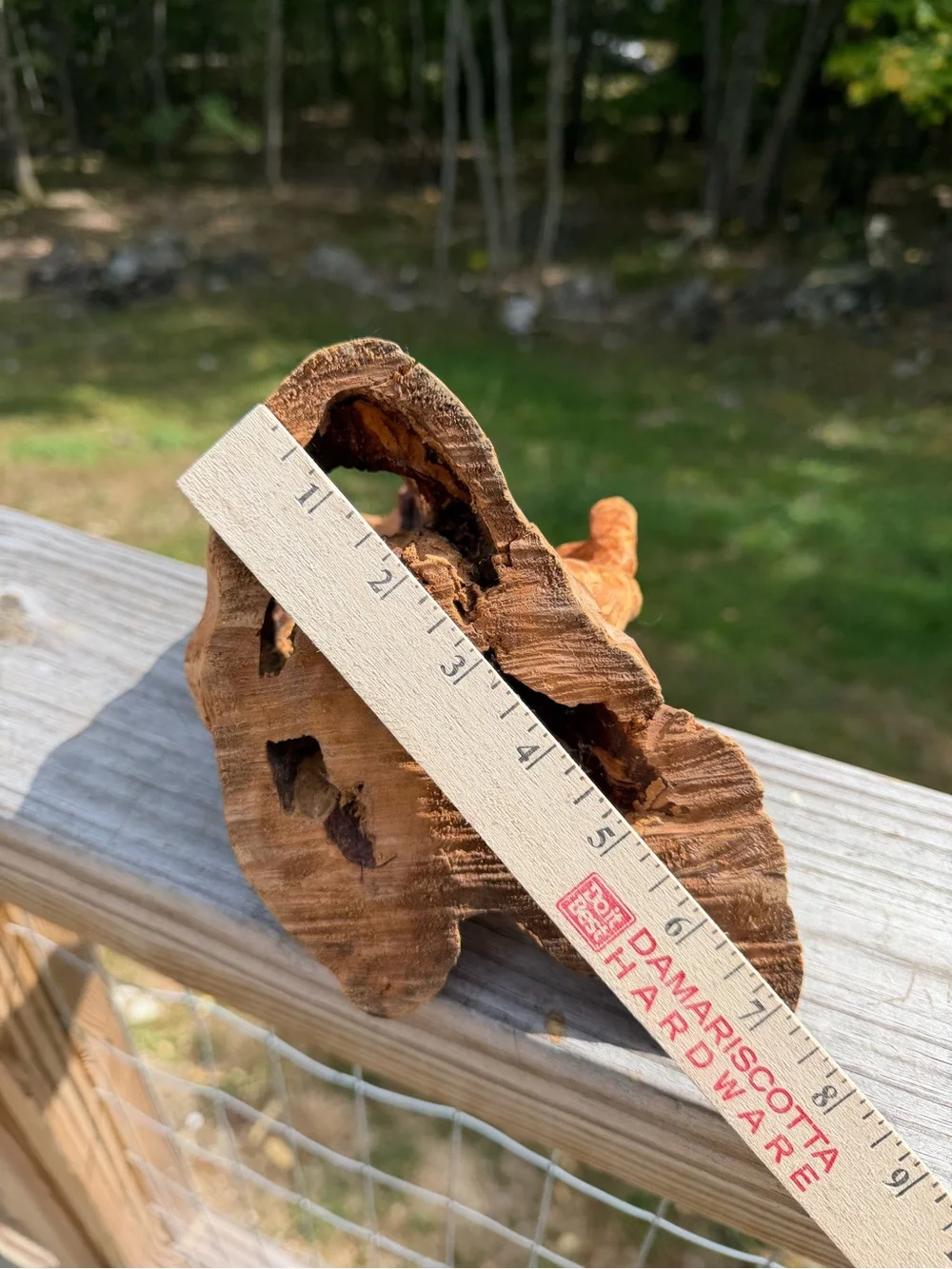 Ornamental Wood | Organic Bio Decor | Versatile!